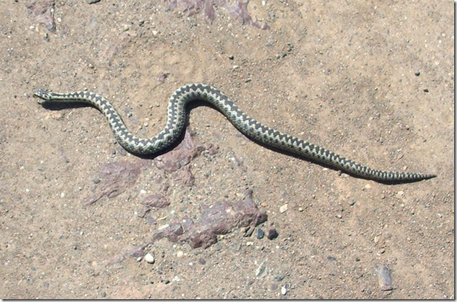 ADDERS