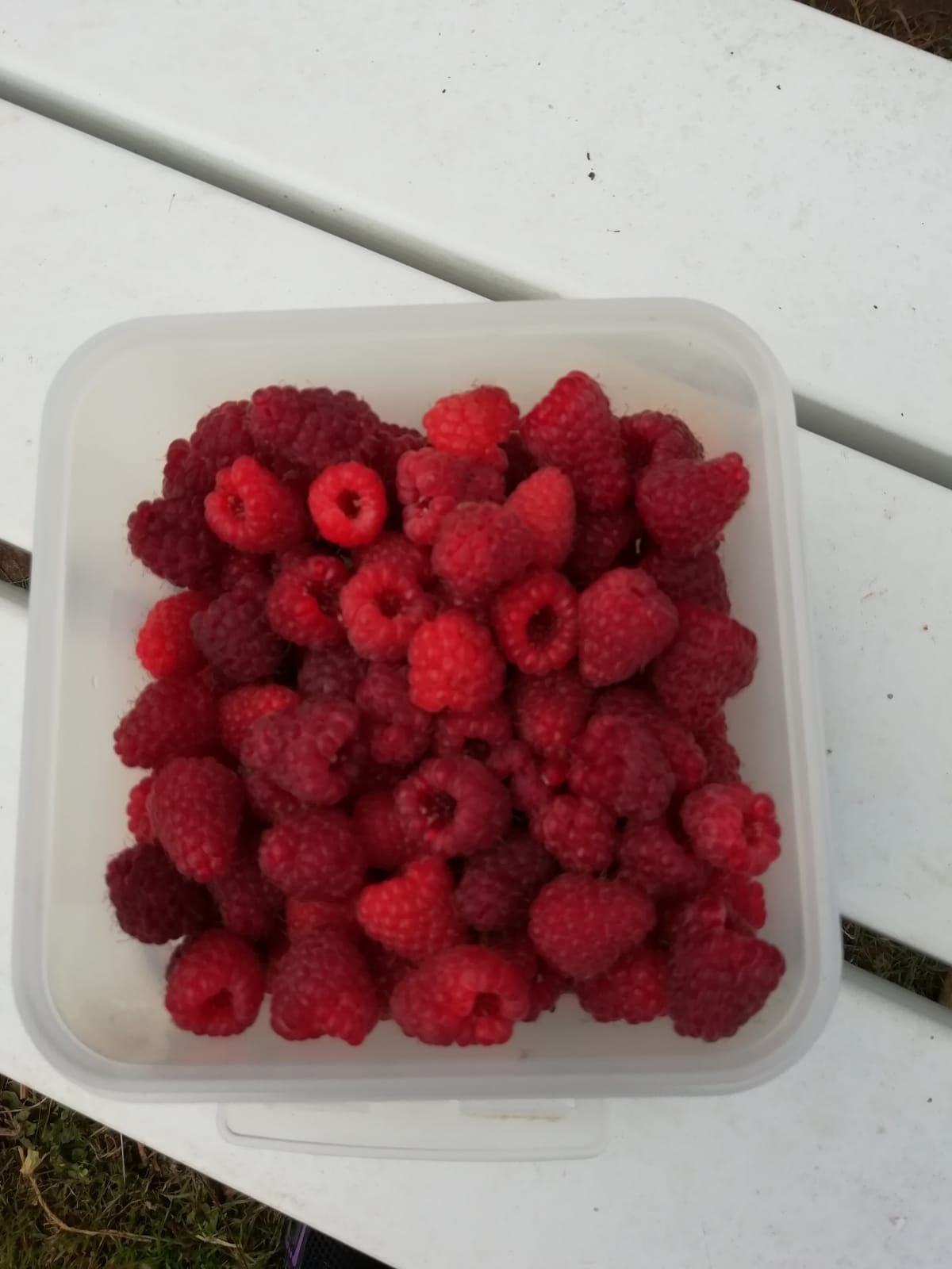 Raspberries