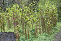 Japanese-knotweed2.jpg