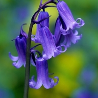 Native UK Bluebell.jpg