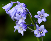 Spanish Bluebell.jpg