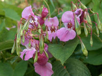 himalayan-balsam-.jpg