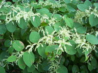 japanese-knotweed1.jpg