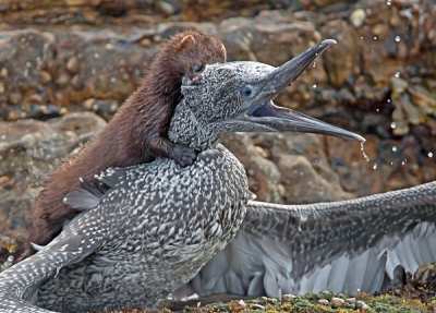 mink-gannet-cc2 copy 1.jpg