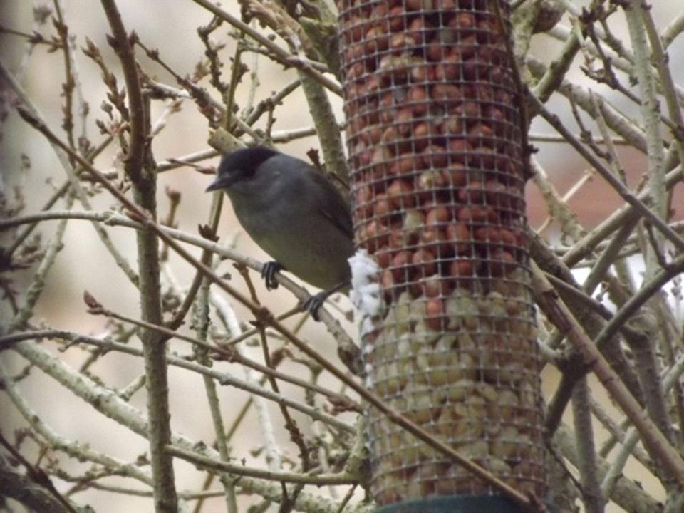 feeding bird