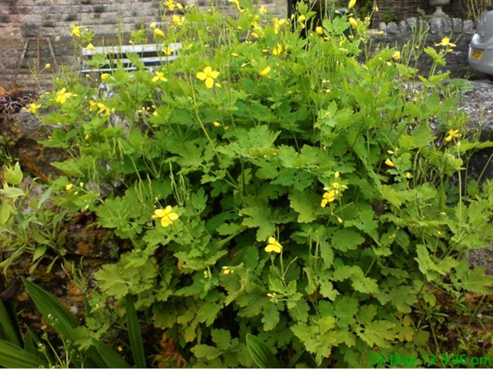 yellow flowers